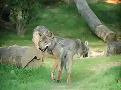 gaiazoo-wolvenvallei-grijze-wolven-kopie