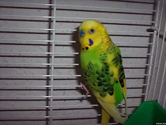 PERICO