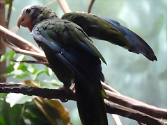 Amazona leucocephala Amazona leucocephala
