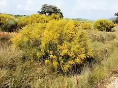 retamas en flor 2