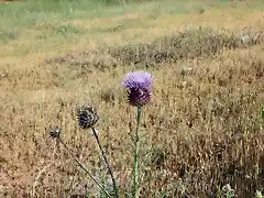 flor del cardo 1