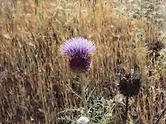 flor del cardo 2