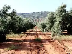 camino del acero