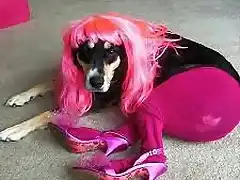 perrita sexy