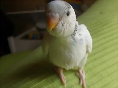3 pollo 2-3-11  (2)