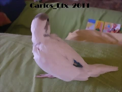 3 pollo 2-3-11