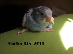 4 pollo 2-3-11  (2)