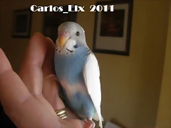 1 pollo 2-3-11 (4)