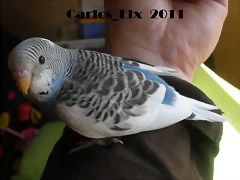 2 pollo  2-3-11  (1)