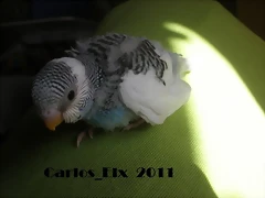 4 pollo 2-3-11 (1)