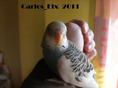 2 pollo  2-3-11