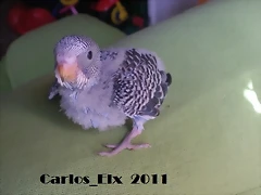 5 pollo 2-3-11 (1)
