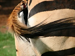 Lion Park & Johannesburg Zoo 31-01-09 591 Lion Park & Johannesburg Zoo 31-01-09 591