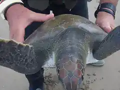 Boca de Mar Chiquita - tortuga marina