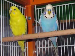 YOLI Y KIKO YOLI Y KIKO