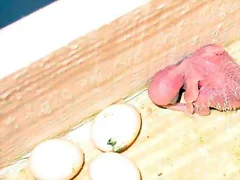 1º POLLITO 1º POLLITO