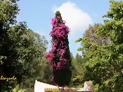 07, ciprs y planta trepadora, marca