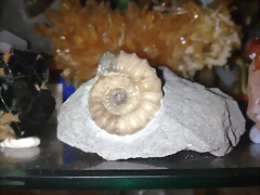 F Amo Promicroceras 5 F Amo Promicroceras 5