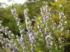 15 romero en flor, marca