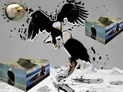 AGUILA1 copia