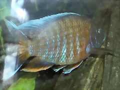 Aulonocara nyassae