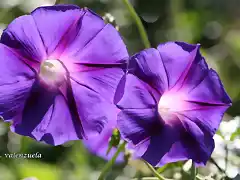 06, campanillas violetas, marca blanca