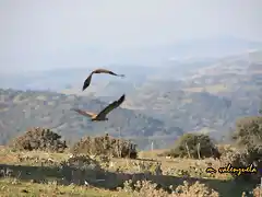 el buitre con su pareja, marca