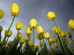 Low-Tulips-1