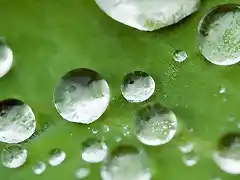 Leaf-Droplets-1