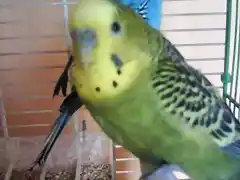 mi perico