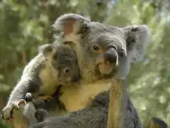 koala