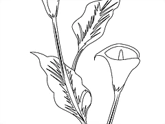 dibujo-colorear-flor-aro-source_vrh