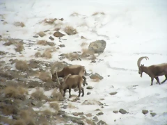 3 ibex comiendo