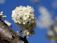 022 brote de flores, marca