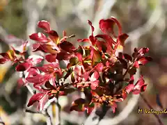 010, hojas rojas, marca