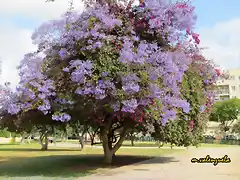 01, la jacaranda, marca