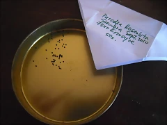 SAM_1150 SAM_1150