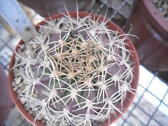 SAM_1141 SAM_1141