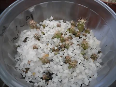 SAM_1147 SAM_1147