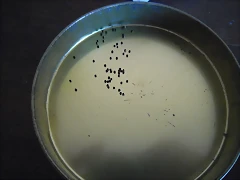 SAM_1149 SAM_1149