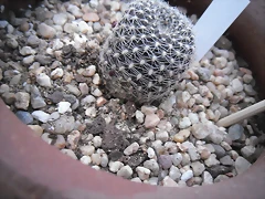SAM_1138 SAM_1138