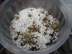 SAM_1146 SAM_1146