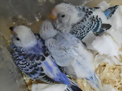nidada de Sky y Violet