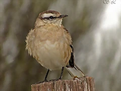 calandria