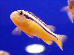 Melanochromis auratus Melanochromis auratus