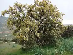 chaparrete en flor