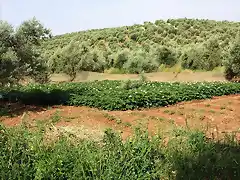 tabla de patatas en flor