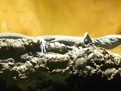 Varanus jobiensis 1 (16-6-13 Terarium Praha, Dubeč) Varanus jobiensis 1 (16-6-13 Terarium Praha, Dubeč)
