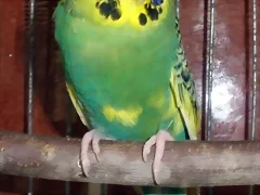 Pablo 30 Pablo 30