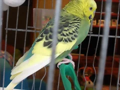 Pablo 8_2_10 Pablo 8_2_10